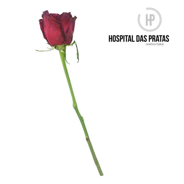 Rosa ok antes da restauração